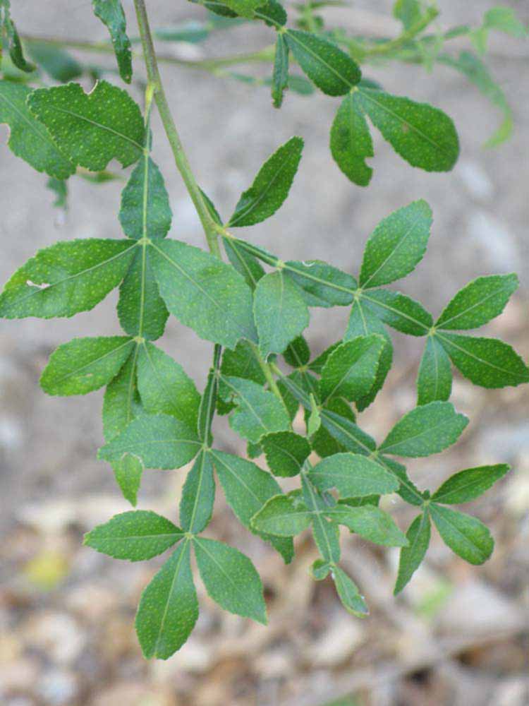              Shade leaves (Riverside, CA)       